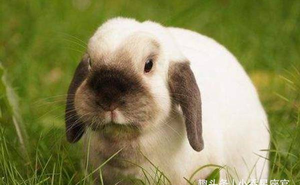 生肖之谜，想入非非的属兔人，如何将梦想转化为现实