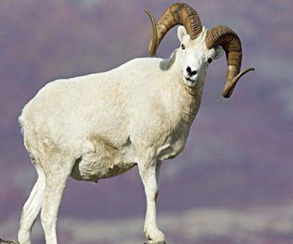 反败为胜，生肖动物中的智慧与坚韧—以兔为例