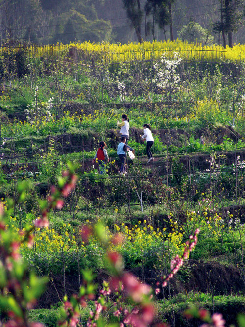 八面春风吹大地，揭秘生肖背后的智慧与策略