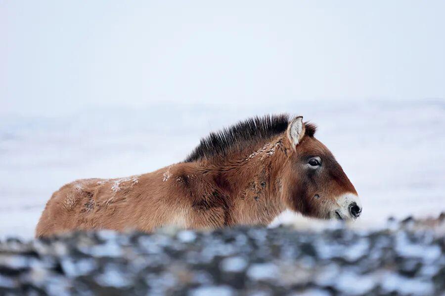 忠勇双全，揭秘生肖中的典范—马
