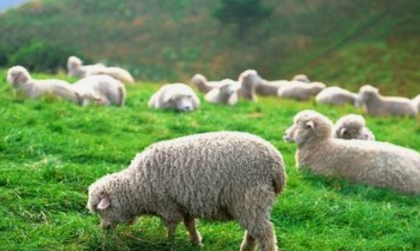 十二生肖之谜，生肖羊的挚爱生肖揭秘