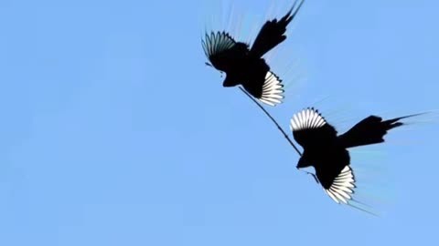 南燕双飞三一笑打一正确生肖?解释与落实的和谐共舞