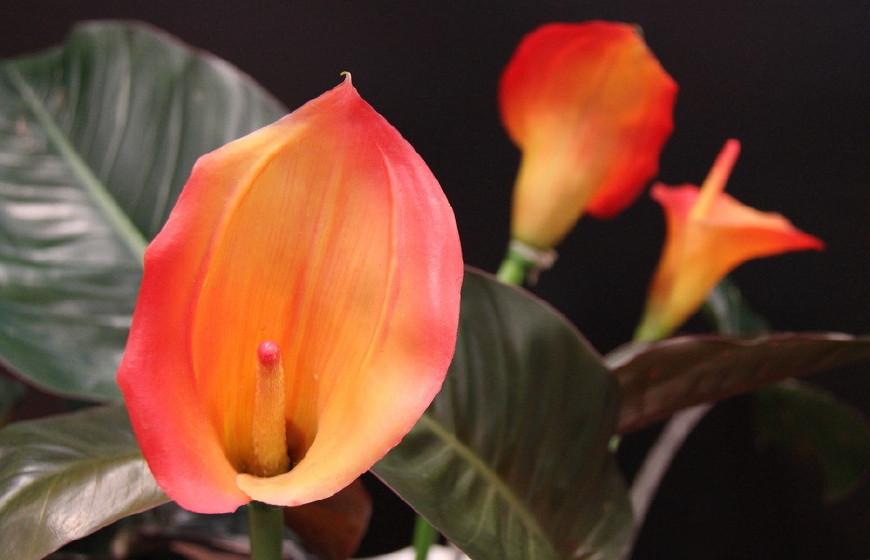 羊的幸运生肖是什么，积极解释落实