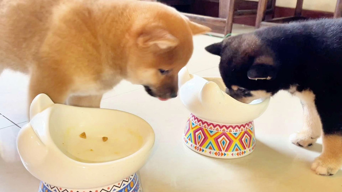 帮狗吃食猜一动物，无限解释落实