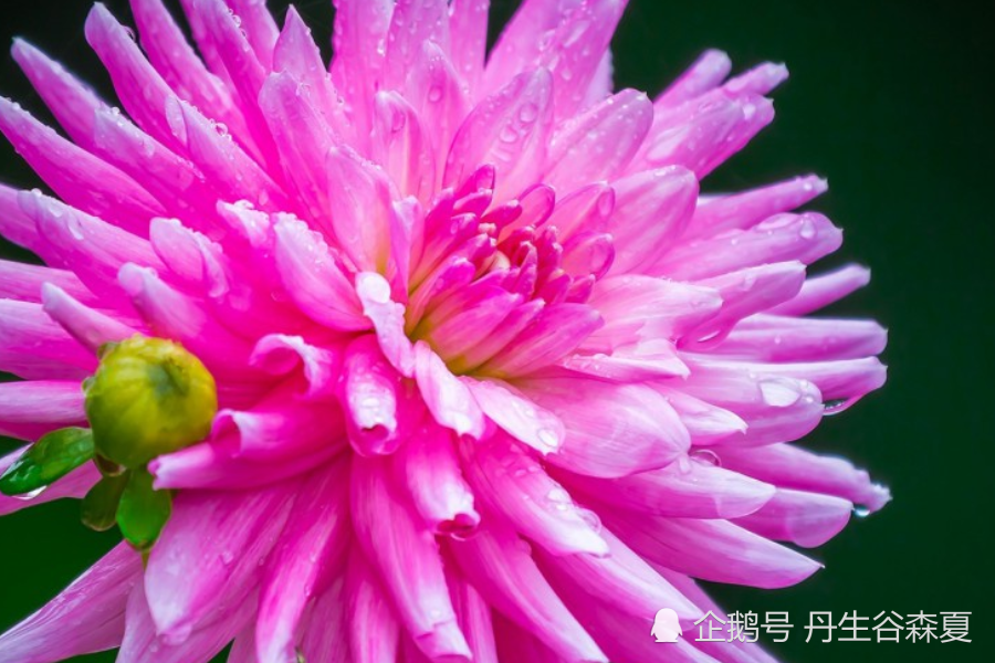 锦绣前程的最佳生肖,揭秘背后的文化寓意 锦绣前程的最佳生肖,揭秘背后的文化寓意