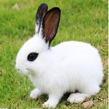 十二生肖中最美丽的动物，兔—文化与美学的深层解读