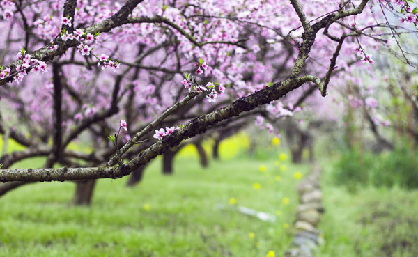 春风桃李又开花，生肖之谜的温馨解读