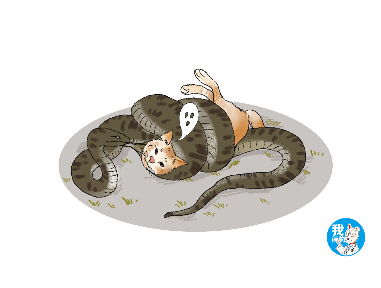 寿终正寝猜一动物,神秘解释落实 寿终正寝猜一动物,神秘解释落实