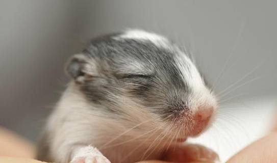 挑针打眼，揭秘生肖中的鼠与时代变迁中的落实精神