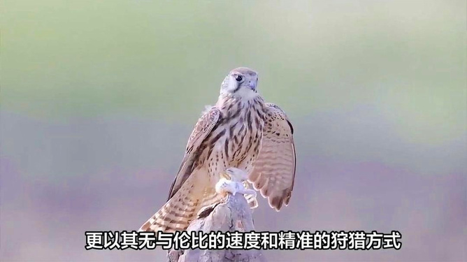 脚踏实地寻真谛，揭秘犳的奥秘