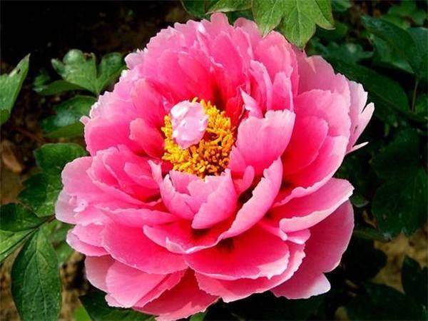 谜团揭晓，二前惆怅十牡丹背后的生肖之谜与误导解释的反思