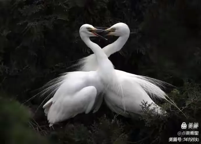白首无成猜一动物，谜底即将揭晓