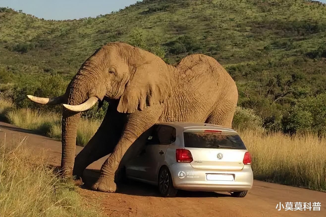 道路传闻猜一动物，背后的坚韧与不屈
