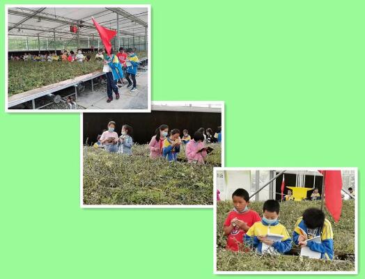 探索天涯海角，生肖文化的积极实践与落实