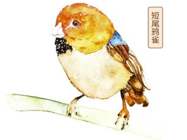 探秘鸦雀无声背后的生肖奥秘，揭秘与解析