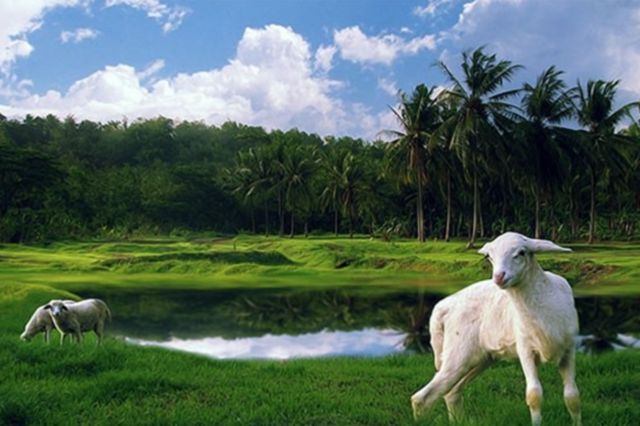 探寻无边无际背后的生肖奥秘