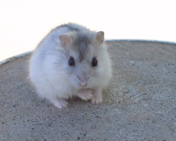 鼠不能配什么生肖，背后的坚韧与不屈