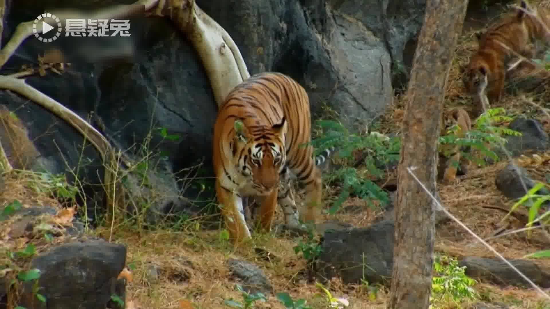 杀气腾腾的生肖，积极作答，落实解释