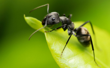 解密蚂蚁上树与生肖之谜，采民智慧与文化寓言