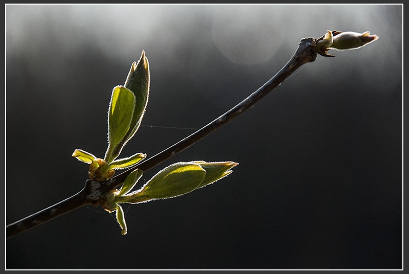 傍柳随花,生肖之谜的绝佳解释 傍柳随花,生肖之谜的绝佳解释