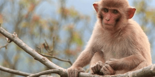 买三头六臂打一生肖，通常解释落实