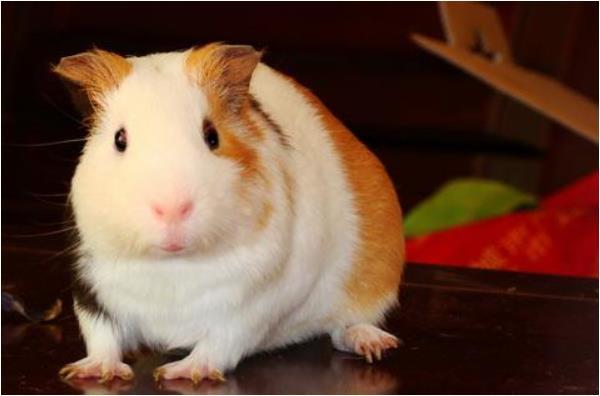 十二生肖中的四面八方之友—生肖鼠