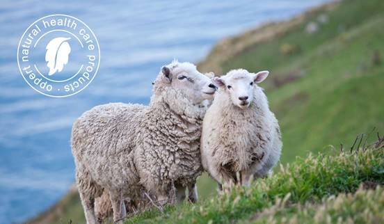 十二生肖之谜，生肖羊的挚爱生肖揭秘