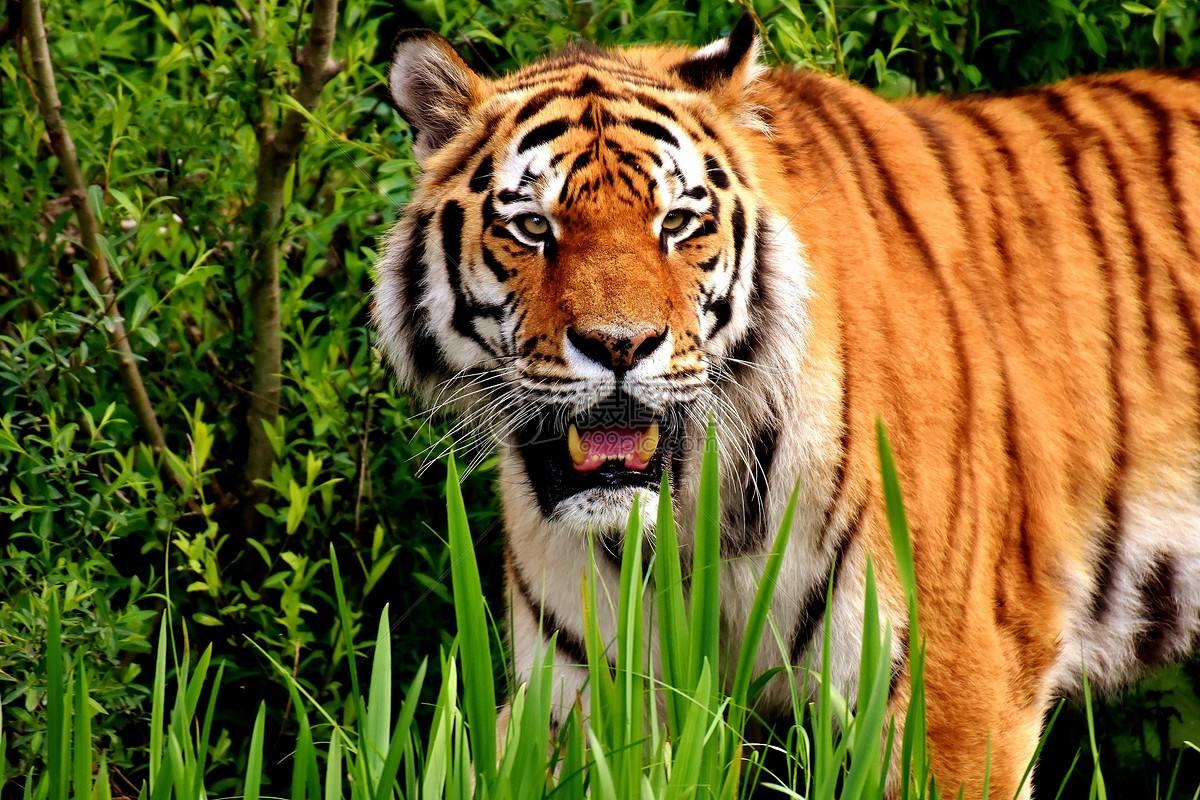 虎的生肖号码，真相解释落实