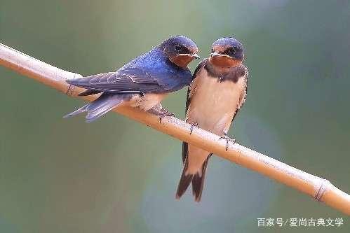 南燕双飞三一笑打一正确生肖?解释与落实的和谐共舞