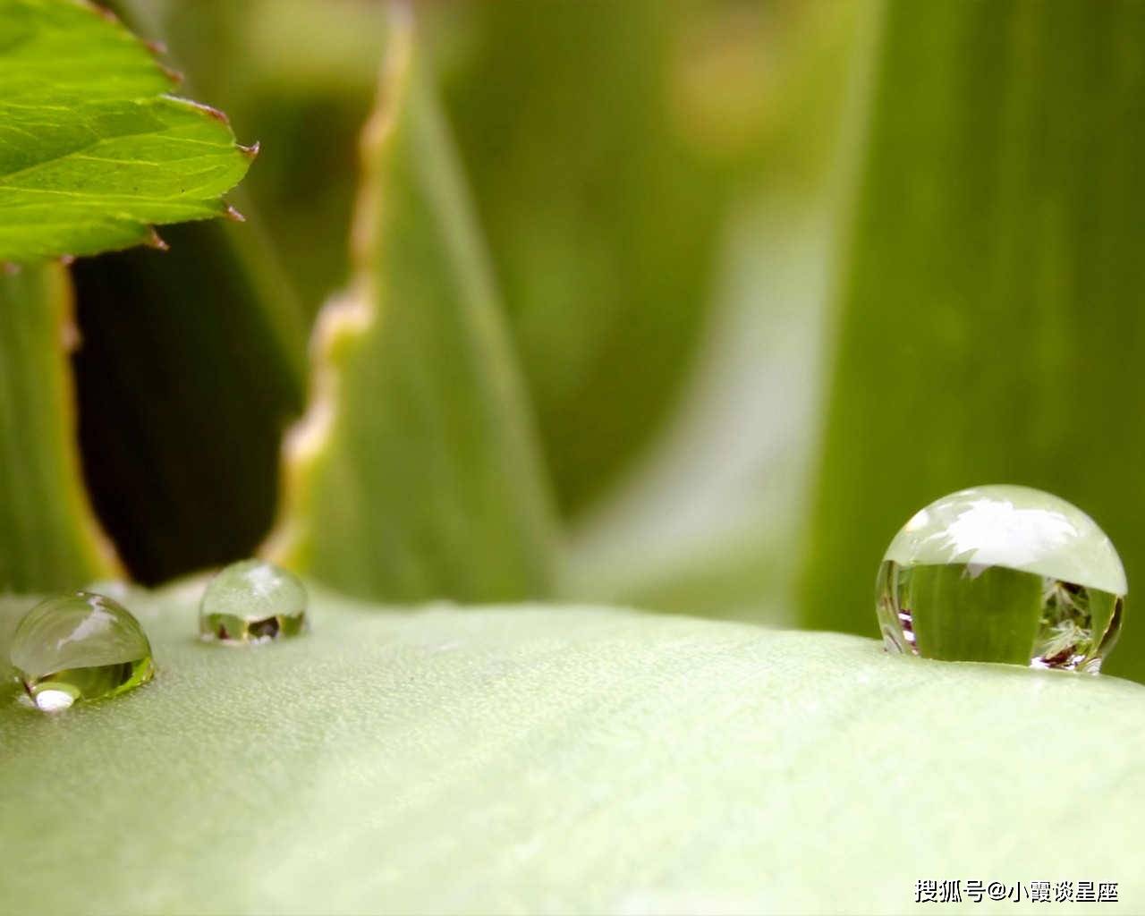 露水夫妻打一正确生肖，网络解释的落实