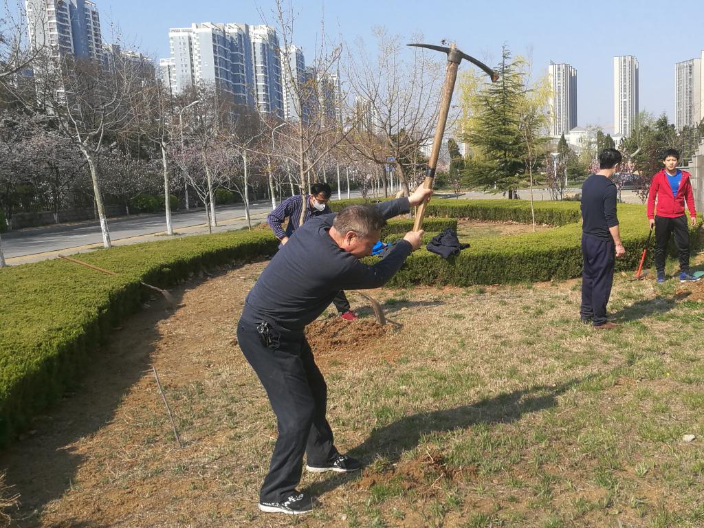 参天大树前人栽,生肖之谜与文化传承 参天大树前人栽,生肖之谜与文化传承