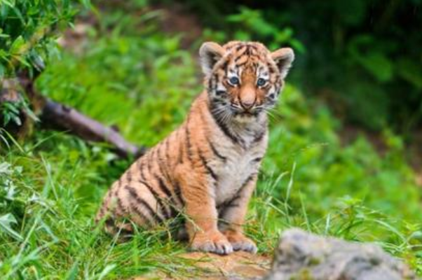 小家碧玉猜一动物，精选解析与落实的详细结果