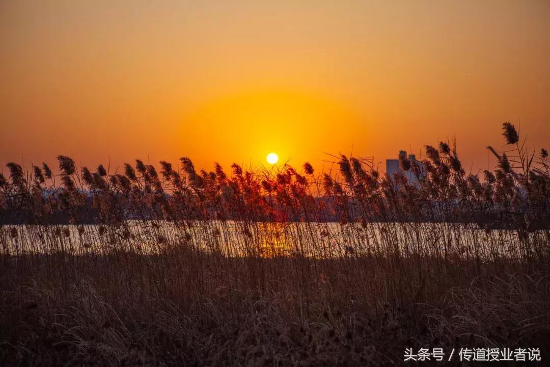 雨打梨花打一正确生肖，深度解析与智慧思考