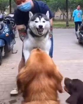 狗仗人势，生肖背后的文化寓意与时代解读