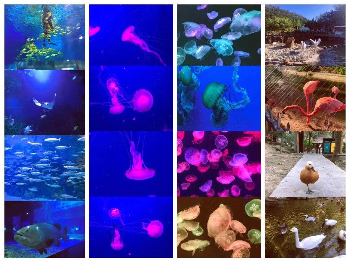 走马观花猜一动物，全面解析与落实