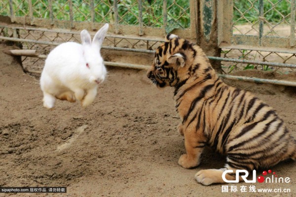 白里透红猜一动物，全面解析与落实