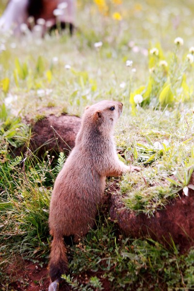 浮云遮日代表猜一动物，解析作答落实解释
