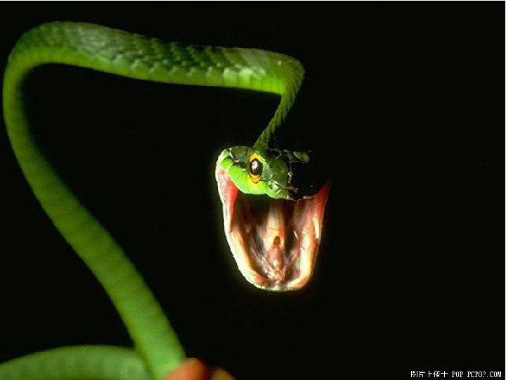 深度解析东山再起与生肖智慧，以蛇为例的哲学思考