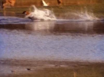 声东击西猜一动物?非凡解释落实