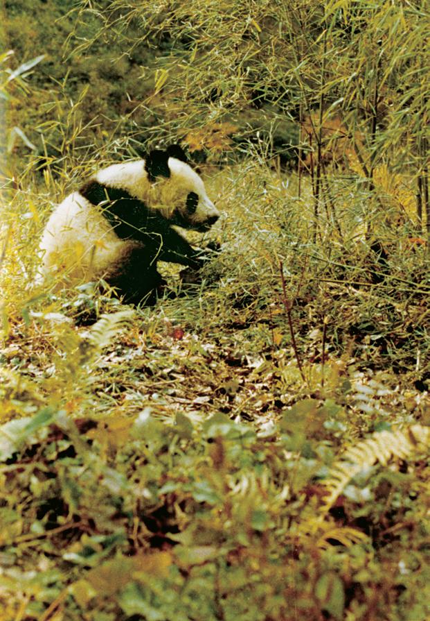 装腔作势，生肖背后的智慧与哲理