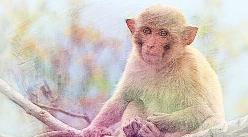 揭秘吃软不吃硬的生肖与不安分之选的奇妙世界