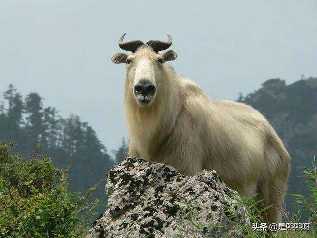 倚此为命猜一动物?新型作答落实解释