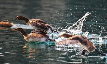 后来居上猜一动物?时代解释落实
