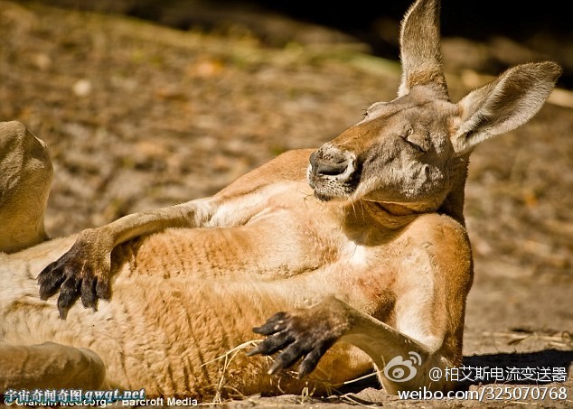 义无反顾猜一动物，勇往直前的犟驴