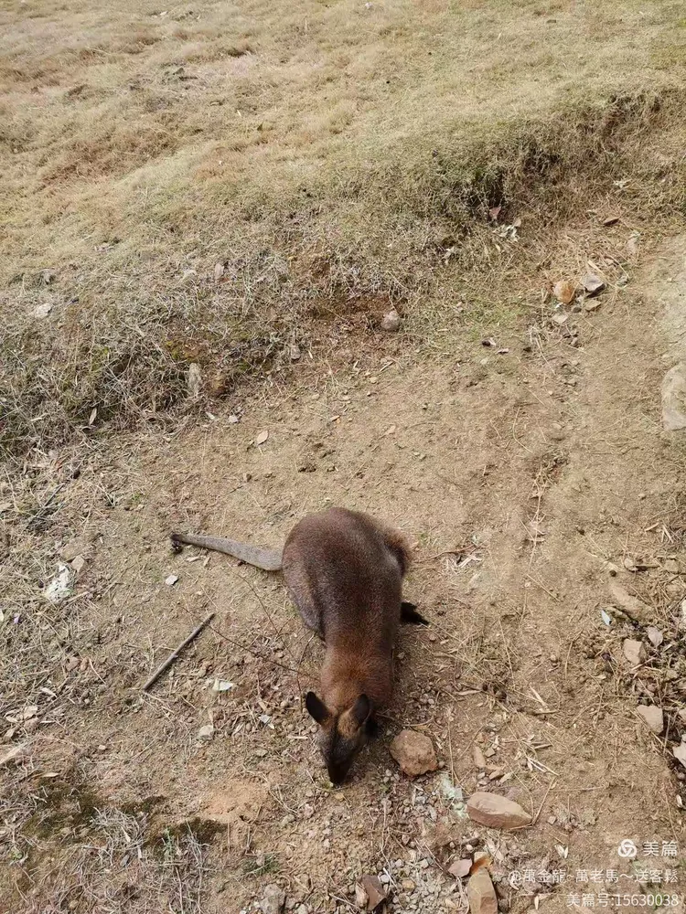 大兴土木猜一动物，成就解释落实
