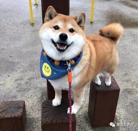 狗仗人势，生肖背后的文化寓意与时代解读