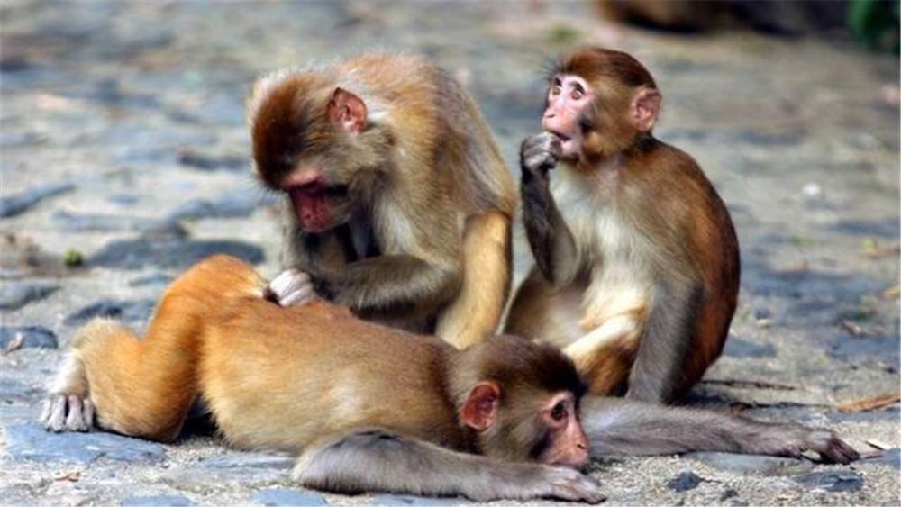 声名狼藉是什么生肖，马上为你揭晓落实