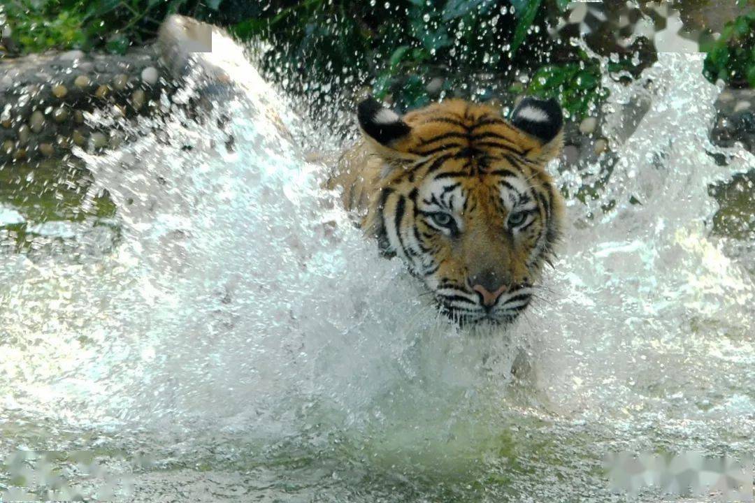 沸反盈天是猜一动物，采民作答落实解释