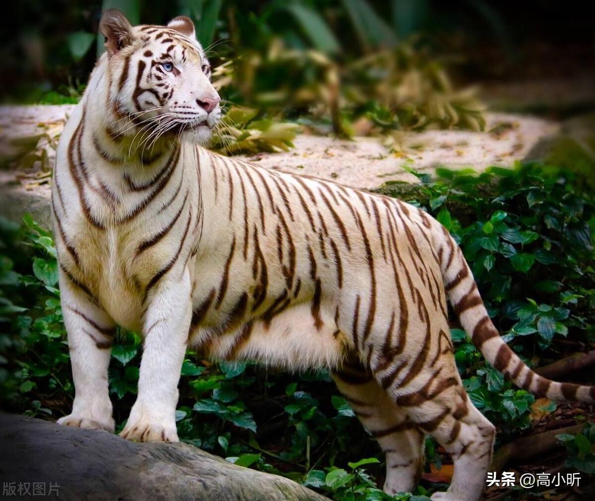 东山再起，揭秘与生肖的神秘联系