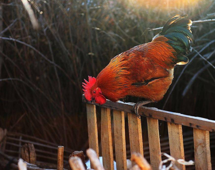害人精是什么生肖，的故事与寓意